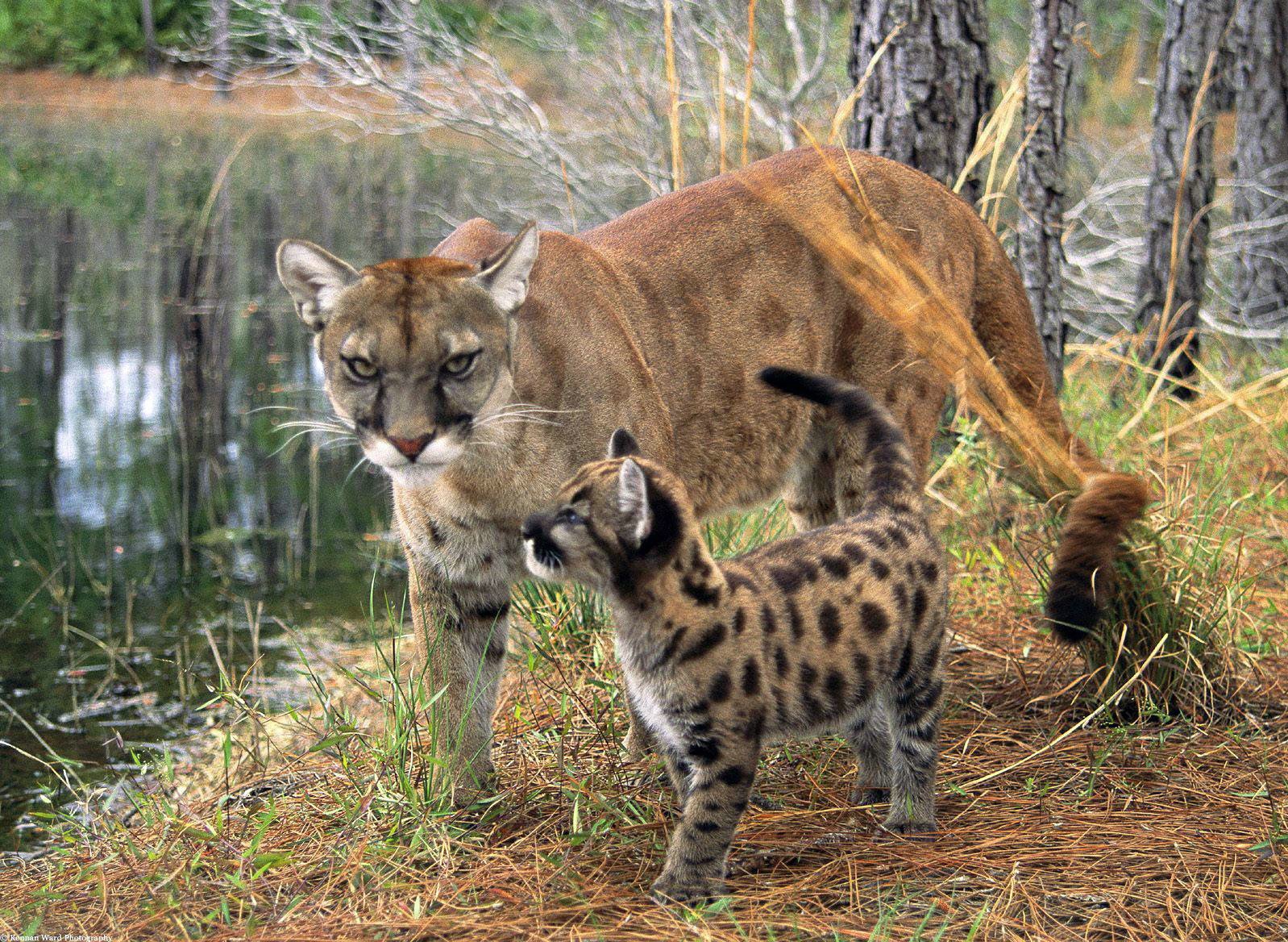 everglades panther & cub